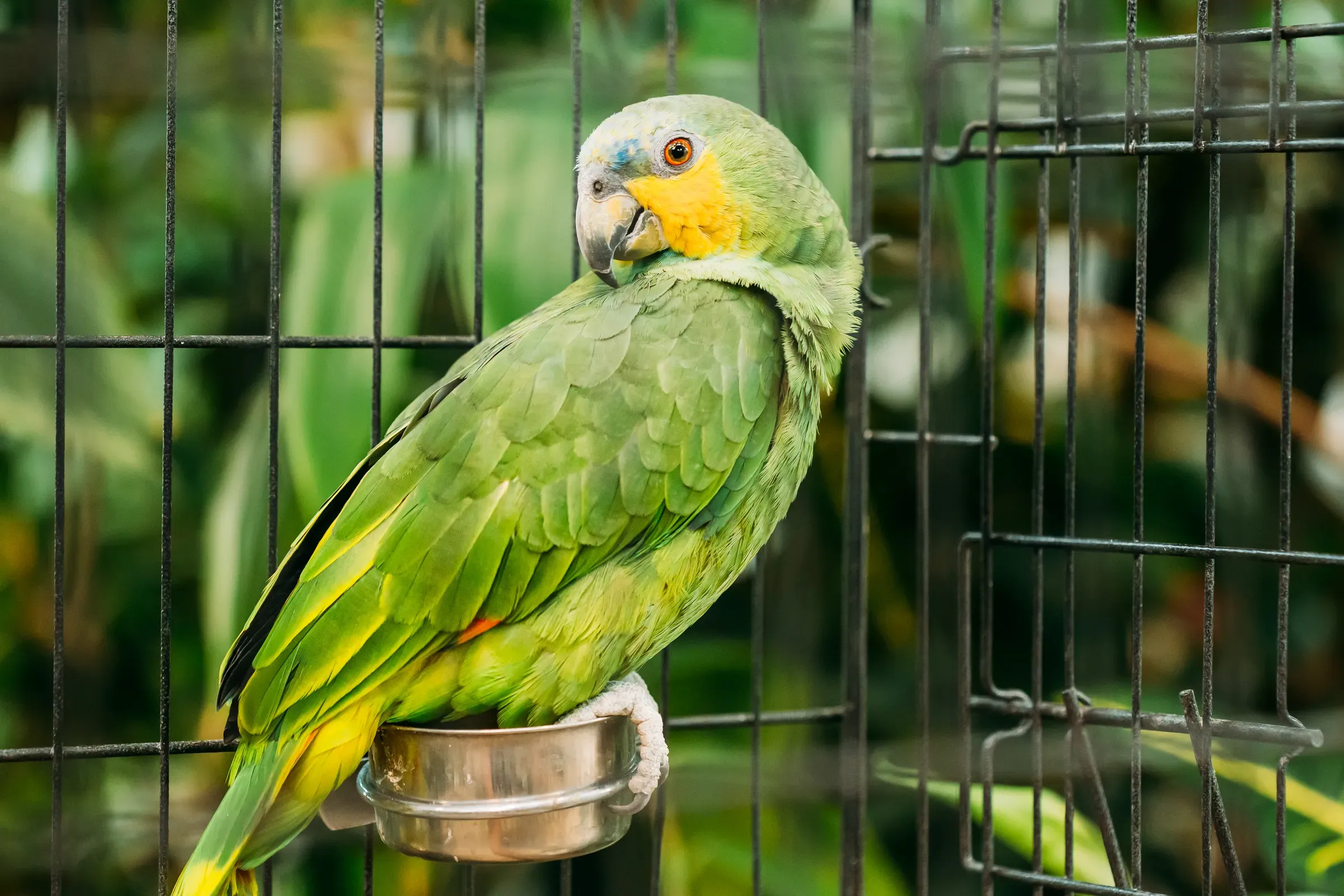 Orange-winged Amazon Or Amazona Amazonica, Also Known Locally As Orange-winged Parrot And Loro Guaro, Is A, bird & small animal supplies ecommerce