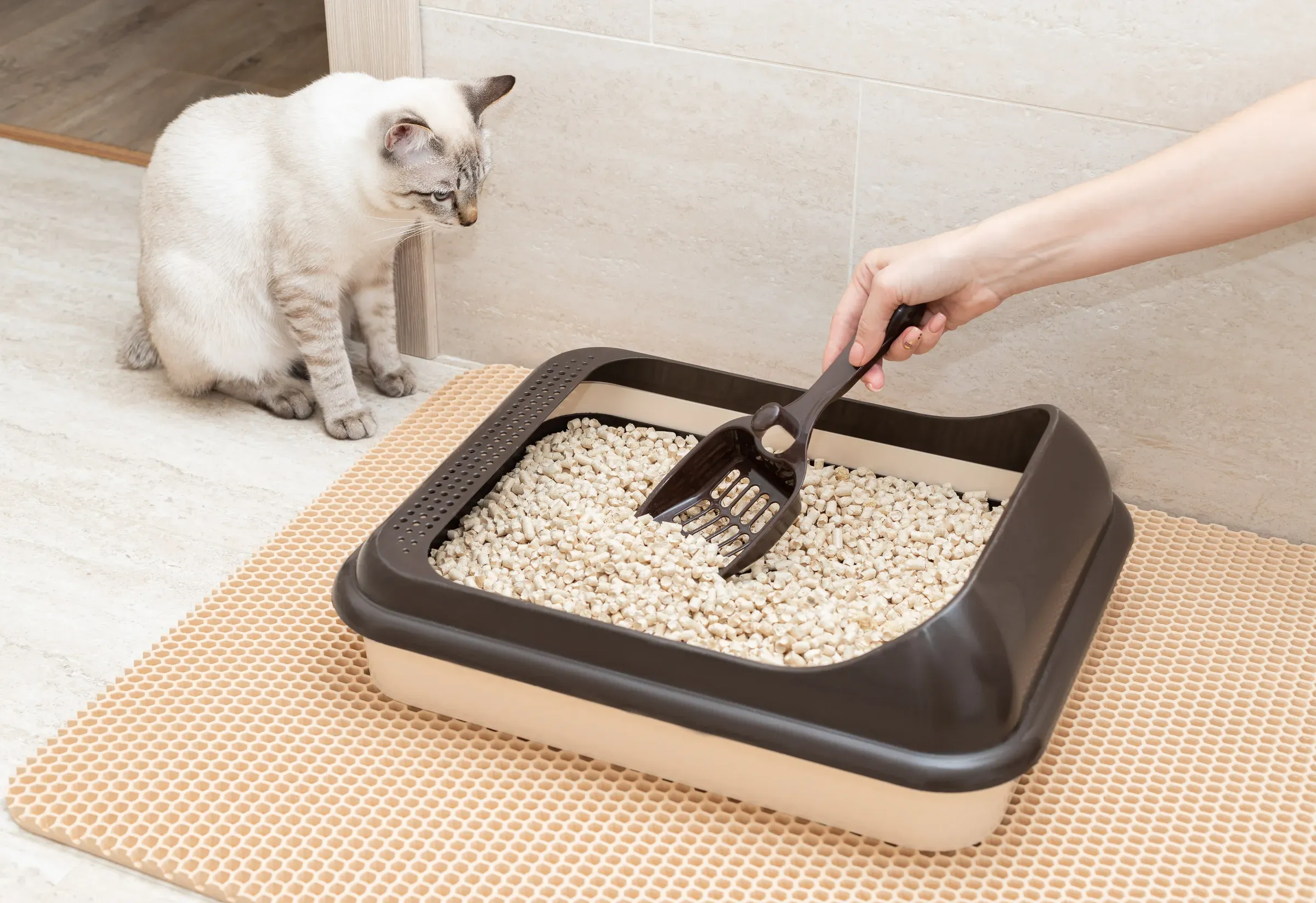 Female hand cleaning cat litter box with shovel, cat products & litter ecommerce