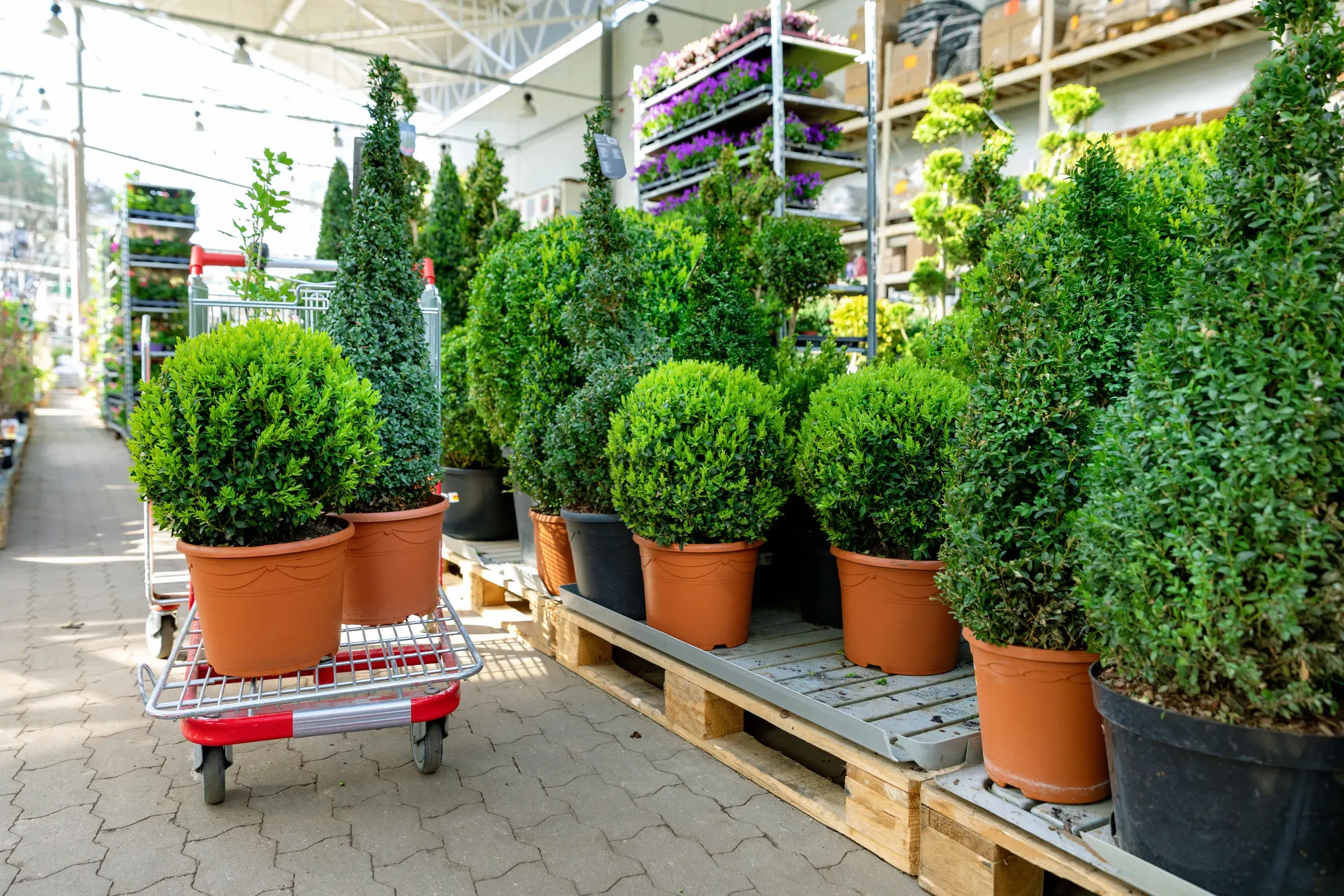 Choosing ornamental plants at garden center, garden & outdoor living ecommerce