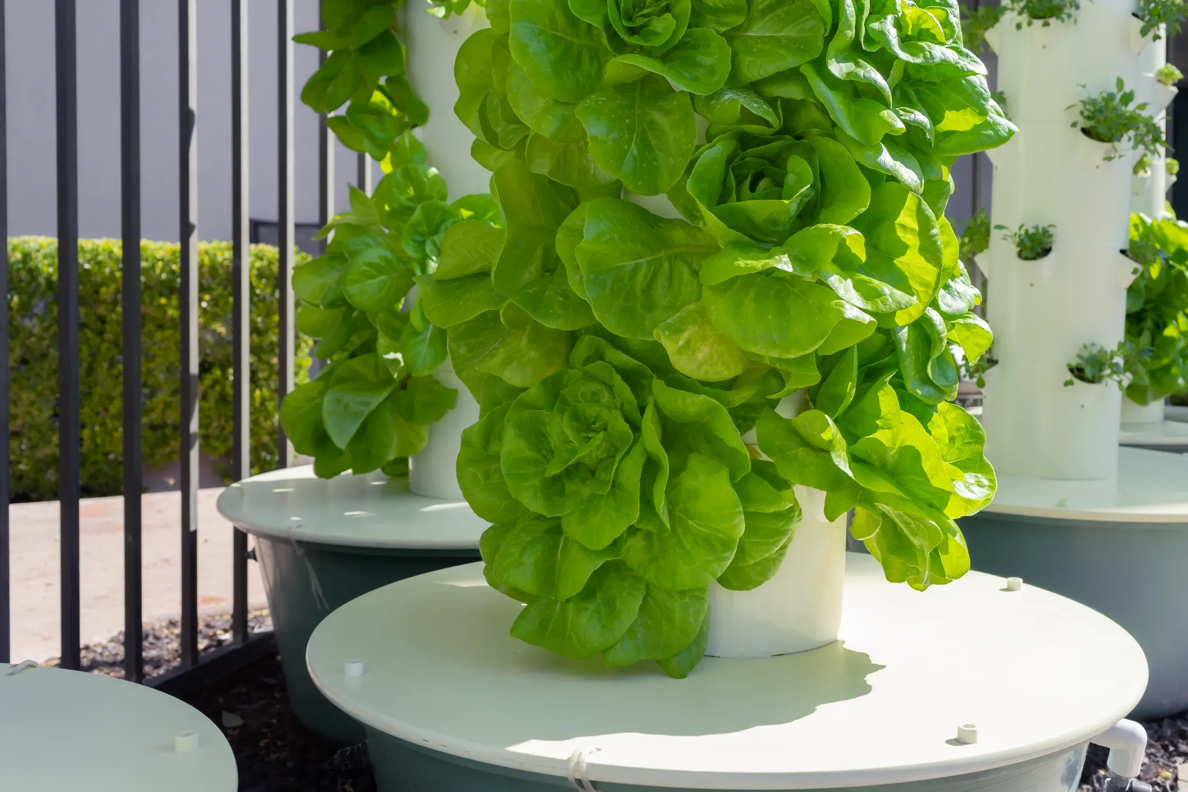 Green lettuce growing on a vertical hydroponic tower system, hydroponics & indoor growing ecommerce