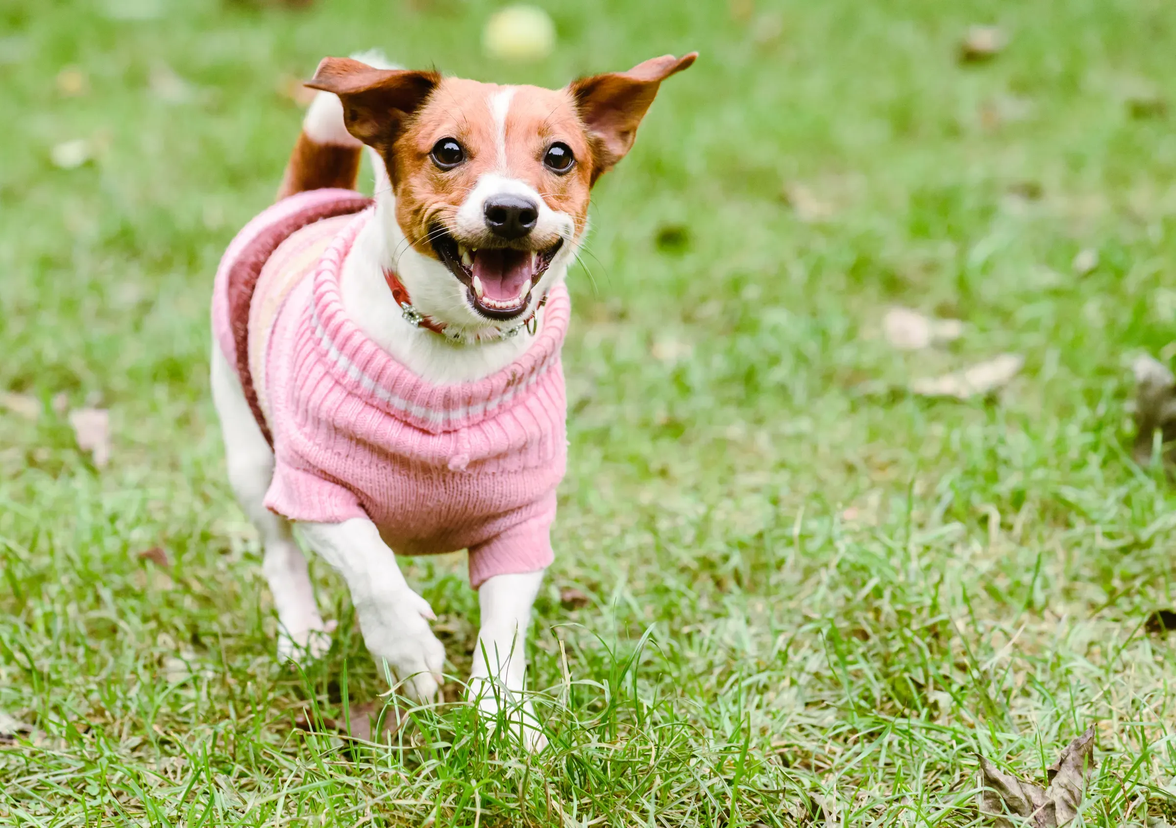 Happy dog wearing pink warm knitted sweater playing at fine fall (autumn) day, pet apparel ecommerce