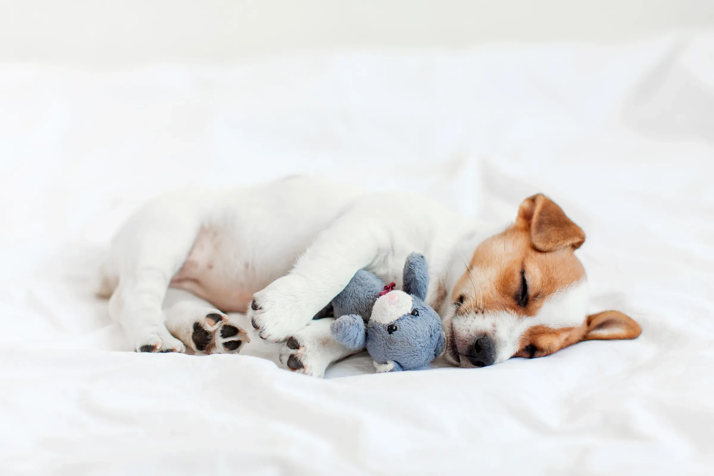 Cute pupppy dog sleeping in bed with fluffy toy, pet beds & furniture ecommerce