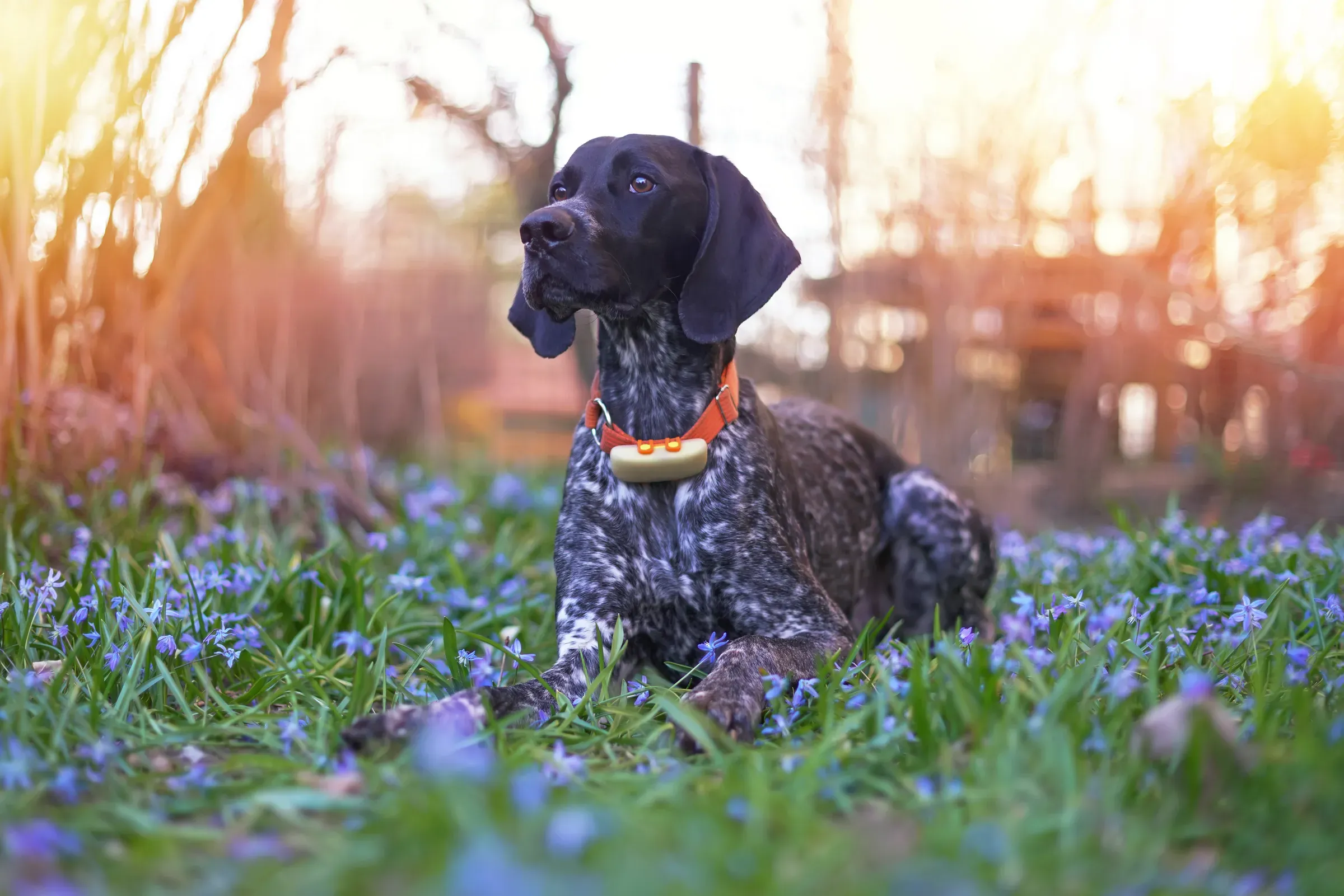 Young black and white Greyster dog posing outdoors wearing an orange collar with a yellow GPS tracker on it, pet tech ecommerce