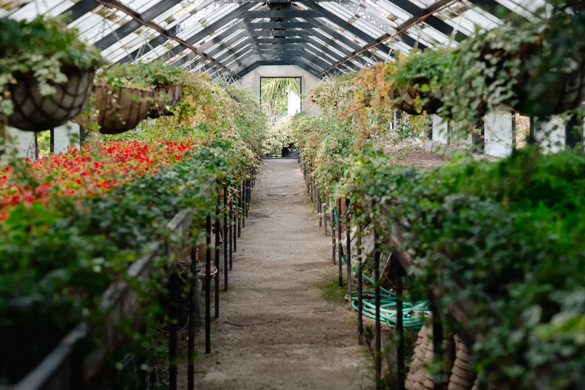 An enchanting pathway leads through a vintage greenhouse, flanked by vibrant hanging baskets and lush potted, plants & nursery dtc ecommerce
