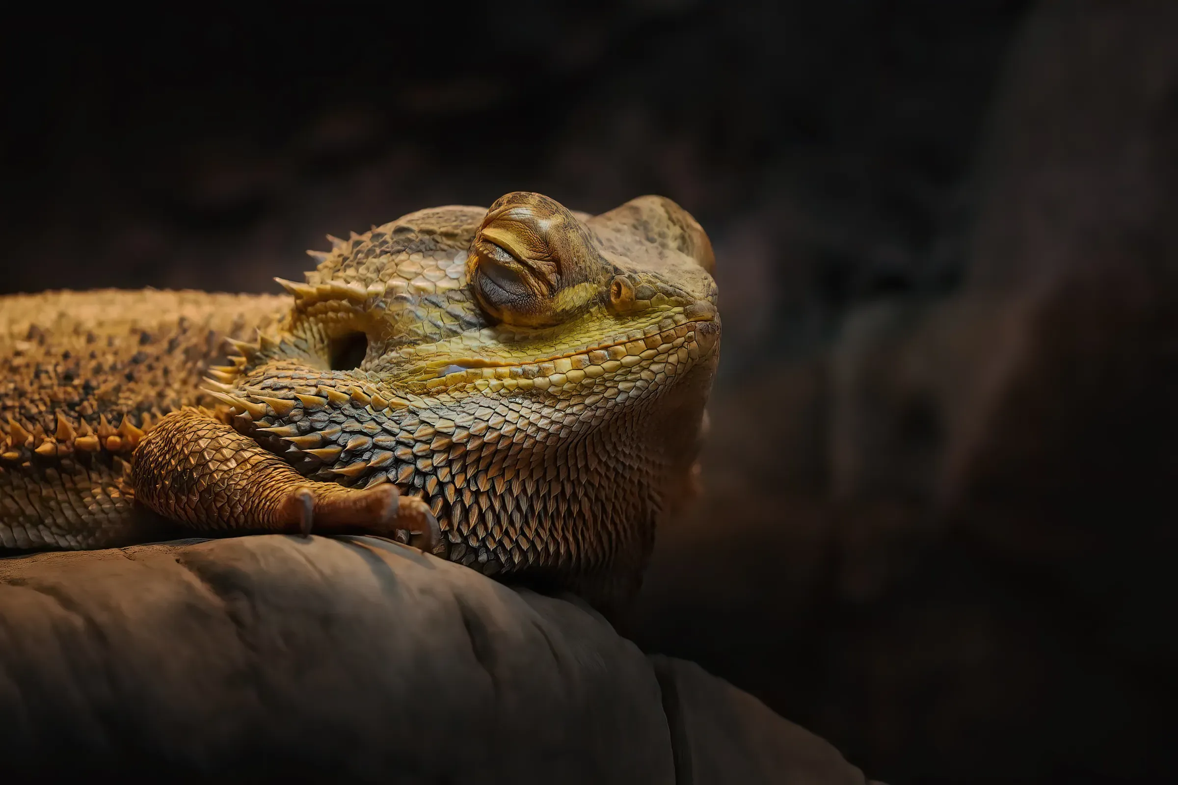 Reptile (lizard) - Australian Bearded Dragon (Bearded Agama) is sleeping at terrarium, reptile supplies ecommerce