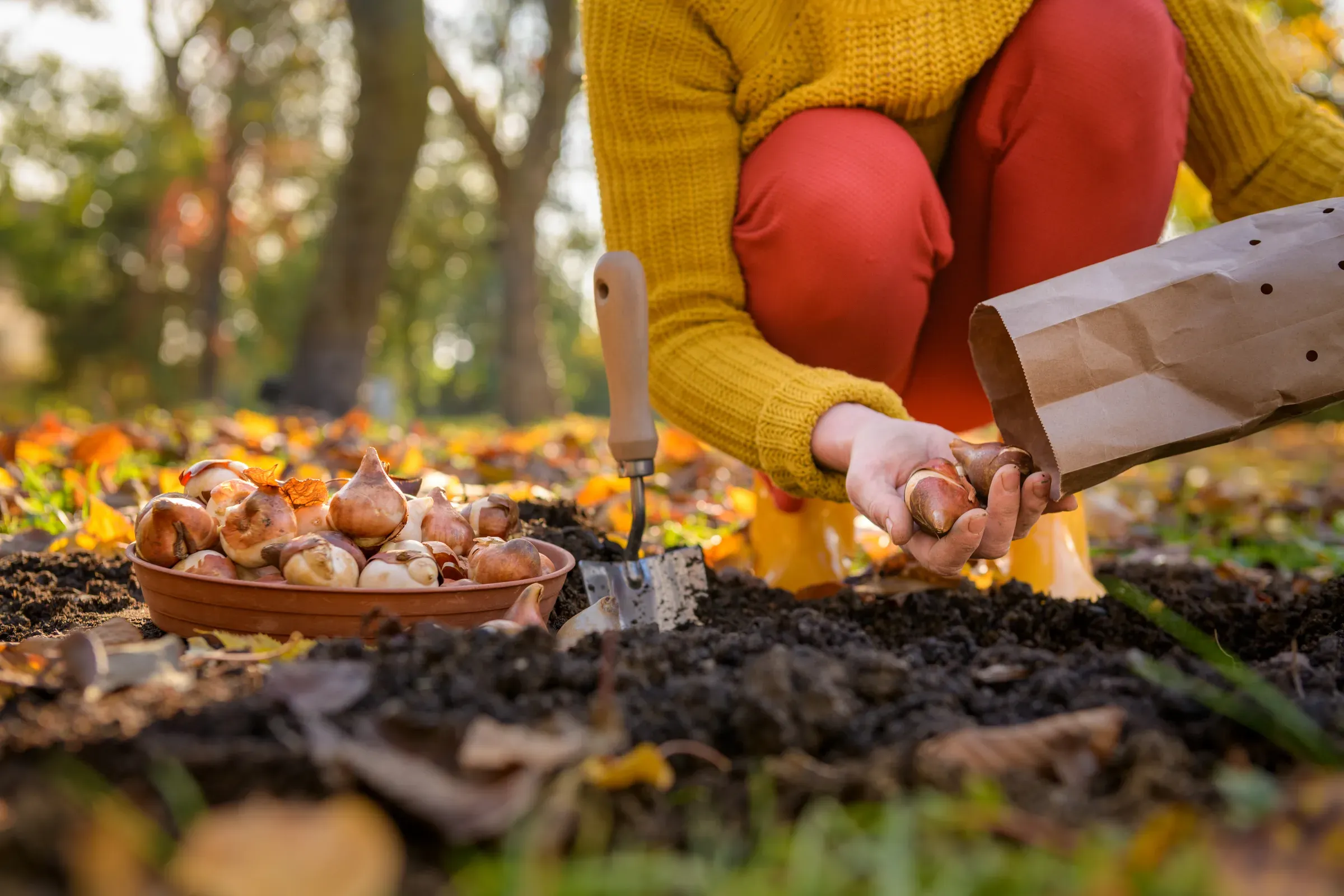 Woman planting tulip bulbs in a flower bed during a beautiful sunny autumn afternoon. Growing tulips. Fall, seeds & bulbs ecommerce